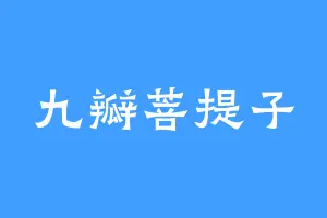 九瓣菩提子